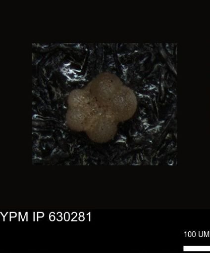 undet. Foraminiferida
