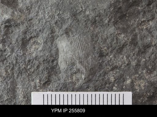 Linoproductus sp.