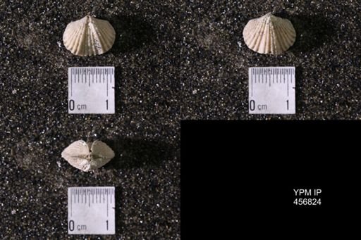 taxon undetermined