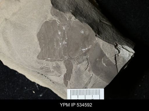 Eurypterus sp.