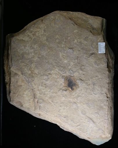 undet. Archaeocyathida