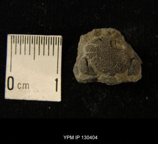 Phacops rana