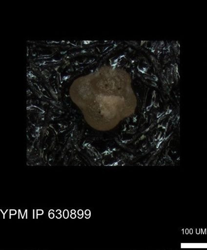 undet. Globigerinina