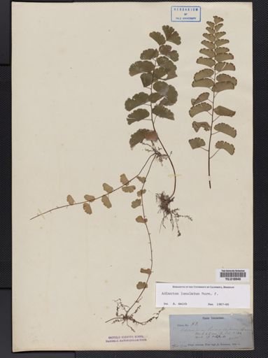 Adiantum