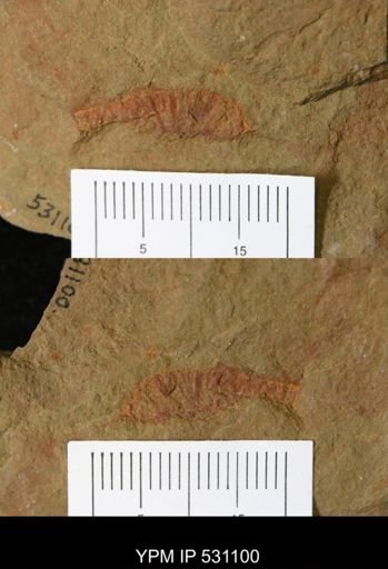 undet. Arthropoda