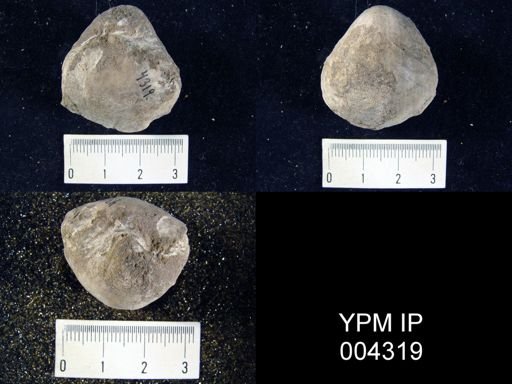 Pentamerus cf. lobus