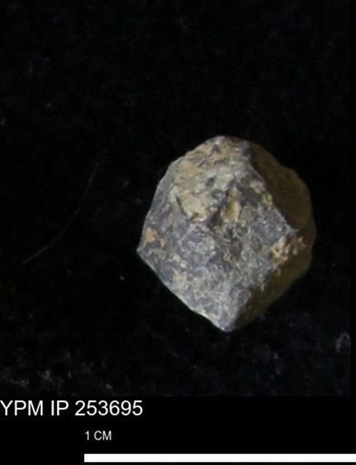 Pentremites sp.
