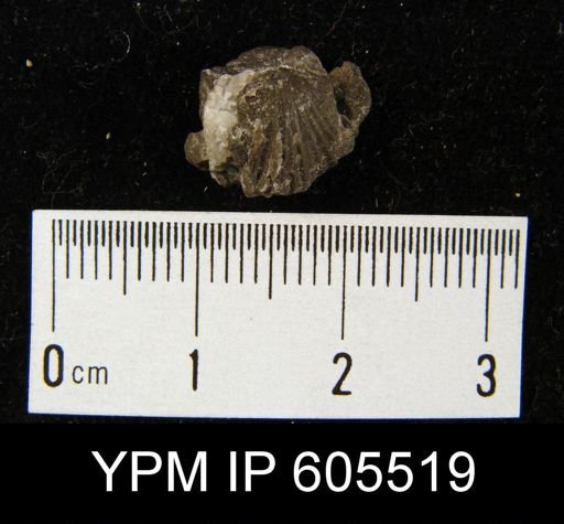 Rhysostrophia sp.