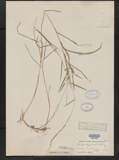 Muhlenbergia sobolifera