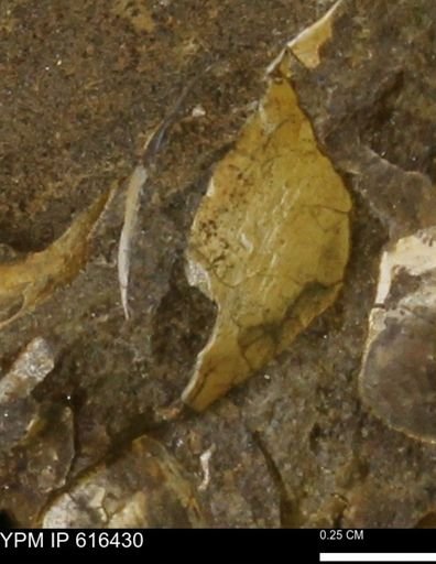 Protocardia subquadrata
