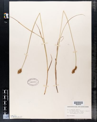 Carex scoparia