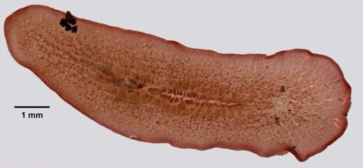 Gnesioceros sargassicola