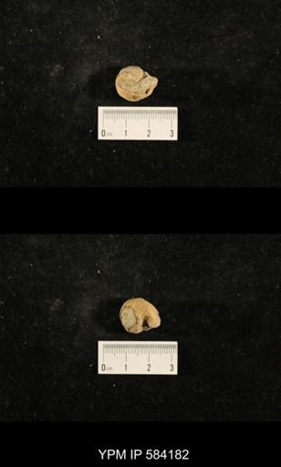 Euphemites carbonarius