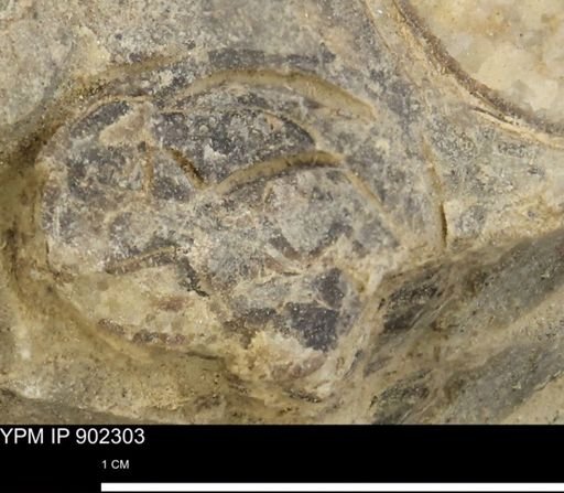undet. Mollusca