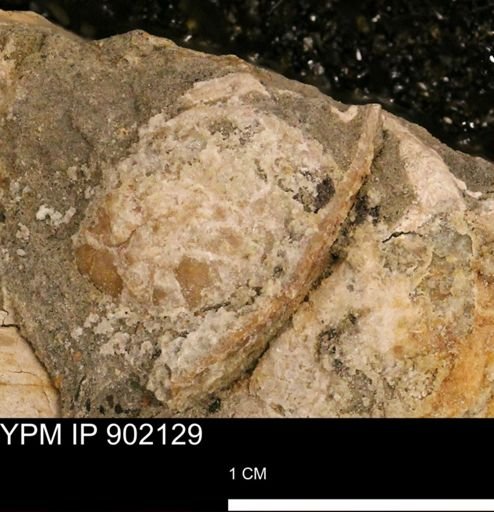 undet. Mollusca