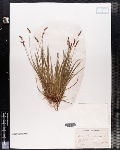 Carex pensylvanica
