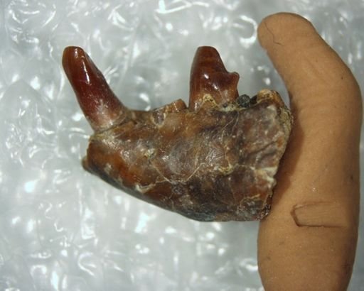 Aphronorus cf. fraudator