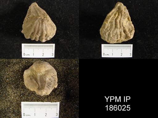 Meekella striatocostata