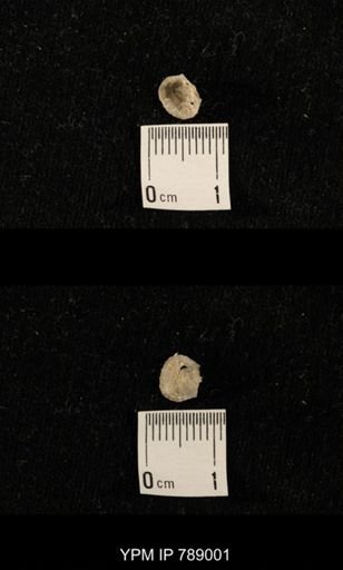 undet. Brachiopoda