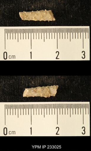Archaeocidaris sp.