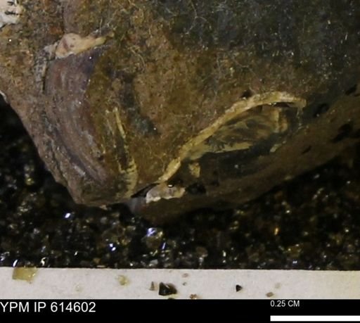 Limopsis striatopunctatus