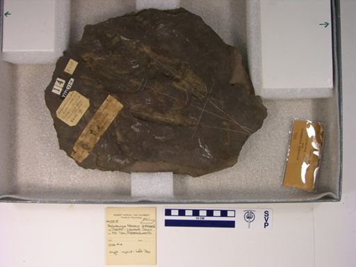 Anchisauripus tuberosus