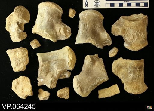 undet. Mosasauridae