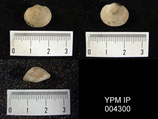Stringocephalus sp.