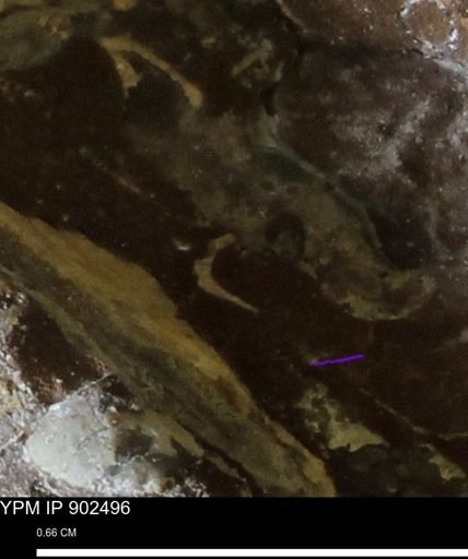 undet. Mollusca