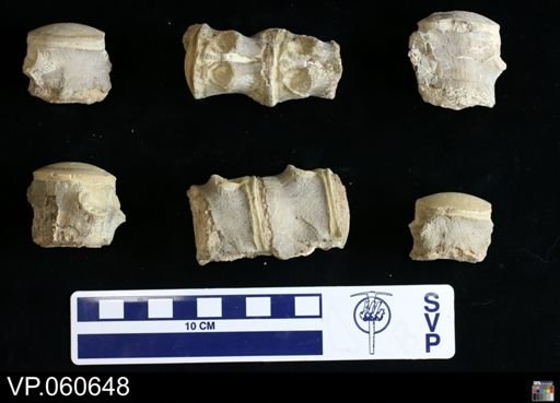 Mosasauridae