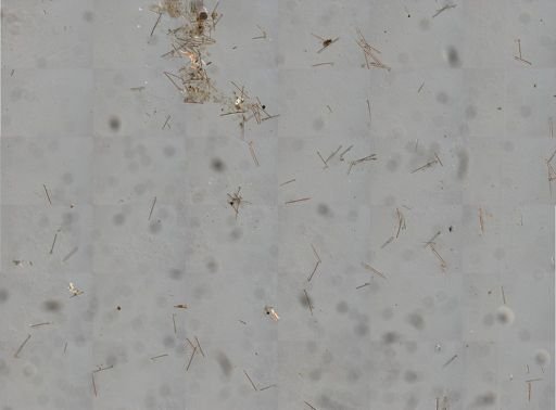Agelas sceptrum