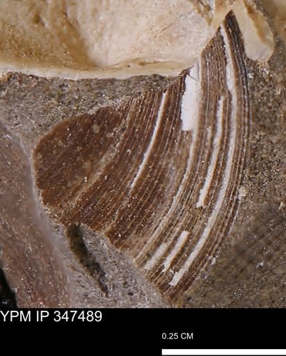 Limopsis striatopunctatus
