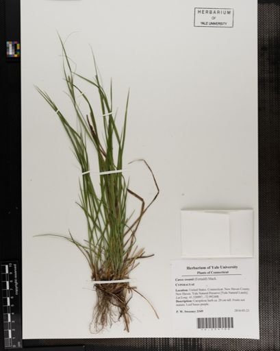 Carex