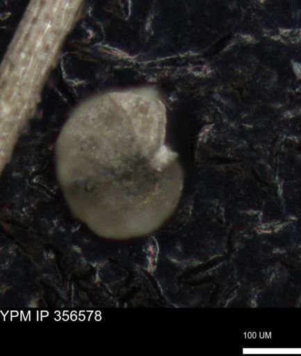 undet. Foraminiferida