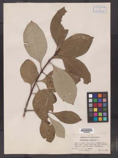 Chionanthus virginicus