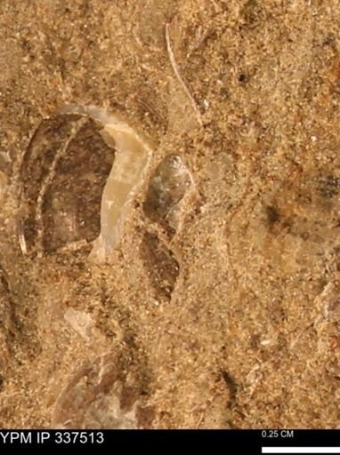 Mollusca