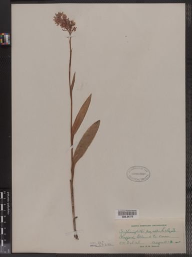 Blephariglottis psycodes