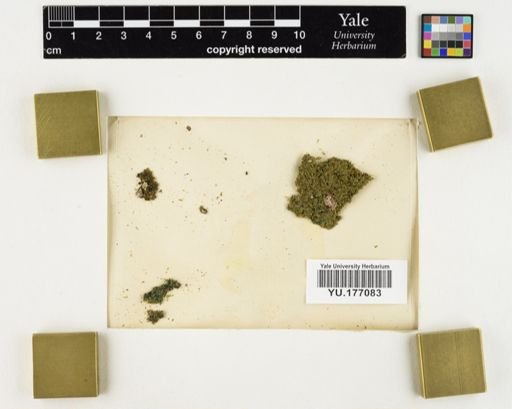 Plantae