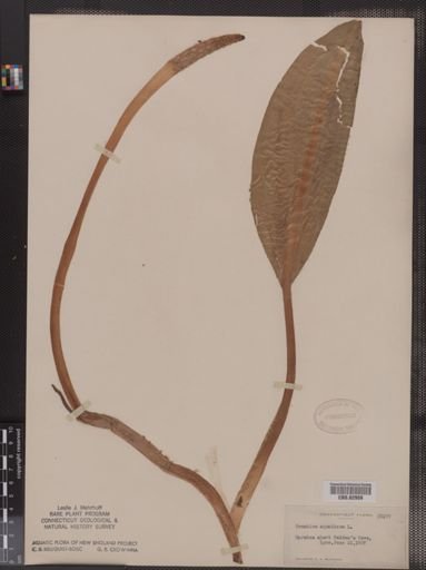 Orontium aquaticum