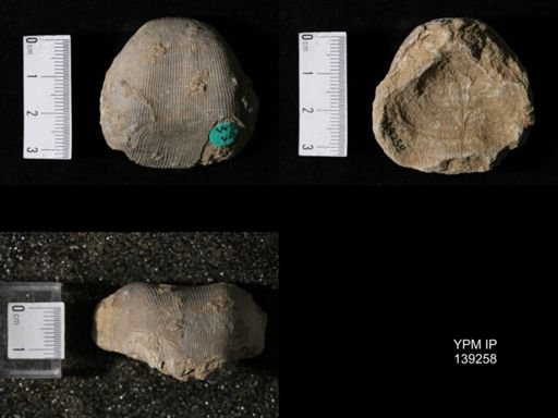 Productus (Linoproductus) lineatus