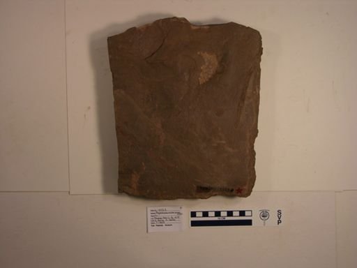Rhynchosauroides brunswickii