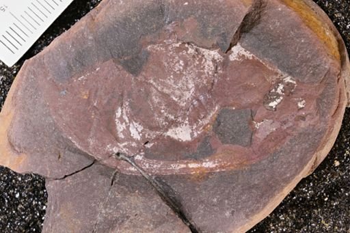 Euproops danae