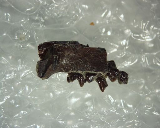 Diacocherus minutus
