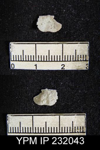 Chonetes granulifer