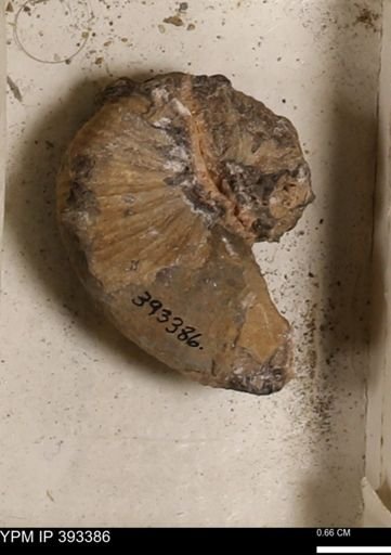 Scaphites sp.