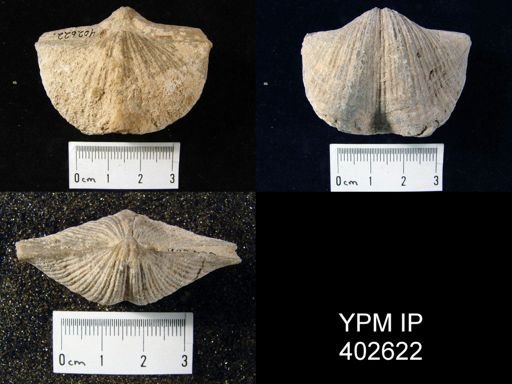 Spirifer cameratus