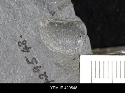 undet. Chonetidae