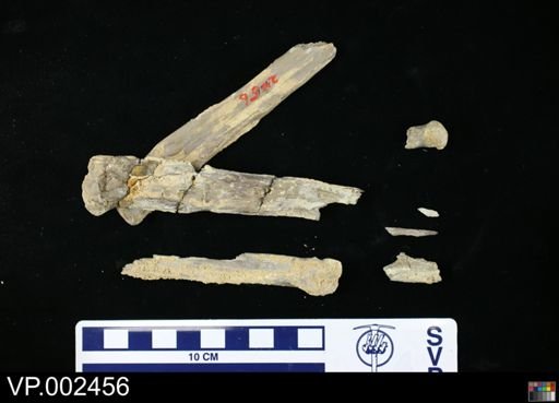 Pteranodon