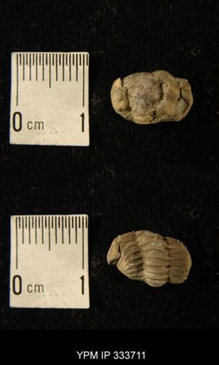 Phacops rana