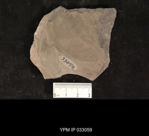 Mormolucoides articulatus